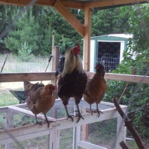 Planning for Spring, Thinking About Sandy Soil Image